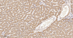 PCK2 Antibody in Immunohistochemistry (Paraffin) (IHC (P))