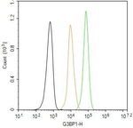 G3BP1 Antibody in Flow Cytometry (Flow)