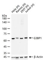 G3BP1 Antibody in Western Blot (WB)