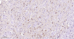HSPE1 Antibody in Immunohistochemistry (Paraffin) (IHC (P))