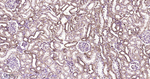HSPE1 Antibody in Immunohistochemistry (Paraffin) (IHC (P))