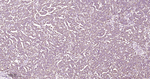HSPE1 Recombinant Rabbit Monoclonal Antibody (F10C9)