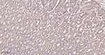 HSPE1 Antibody in Immunohistochemistry (Paraffin) (IHC (P))