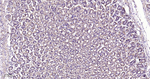HSPE1 Antibody in Immunohistochemistry (Paraffin) (IHC (P))