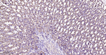 HSPE1 Antibody in Immunohistochemistry (Paraffin) (IHC (P))