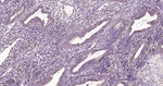 HSPE1 Antibody in Immunohistochemistry (Paraffin) (IHC (P))