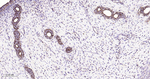 HSPE1 Antibody in Immunohistochemistry (Paraffin) (IHC (P))