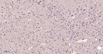 HSPE1 Antibody in Immunohistochemistry (Paraffin) (IHC (P))