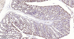 HSPE1 Antibody in Immunohistochemistry (Paraffin) (IHC (P))