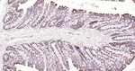 HSPE1 Antibody in Immunohistochemistry (Paraffin) (IHC (P))
