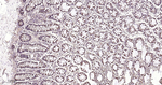 HSPE1 Antibody in Immunohistochemistry (Paraffin) (IHC (P))