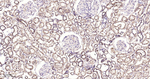 HSPE1 Antibody in Immunohistochemistry (Paraffin) (IHC (P))