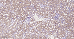 HSPE1 Antibody in Immunohistochemistry (Paraffin) (IHC (P))