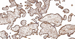 BAP31 Antibody in Immunohistochemistry (Paraffin) (IHC (P))
