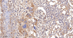 BAP31 Antibody in Immunohistochemistry (Paraffin) (IHC (P))