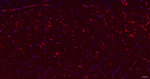 BAP31 Antibody in Immunohistochemistry (Paraffin) (IHC (P))