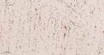 BAP31 Antibody in Immunohistochemistry (Paraffin) (IHC (P))