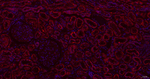 BAP31 Antibody in Immunohistochemistry (Paraffin) (IHC (P))