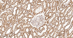 BAP31 Antibody in Immunohistochemistry (Paraffin) (IHC (P))