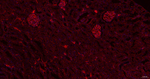 BAP31 Antibody in Immunohistochemistry (Paraffin) (IHC (P))