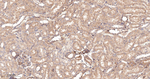 BAP31 Antibody in Immunohistochemistry (Paraffin) (IHC (P))