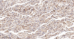 BAP31 Antibody in Immunohistochemistry (Paraffin) (IHC (P))