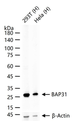 BAP31 Antibody in Western Blot (WB)