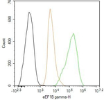 EEF1G Antibody in Flow Cytometry (Flow)