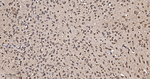 EEF1G Antibody in Immunohistochemistry (Paraffin) (IHC (P))