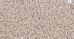 EEF1G Antibody in Immunohistochemistry (Paraffin) (IHC (P))
