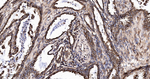 EEF1G Antibody in Immunohistochemistry (Paraffin) (IHC (P))