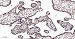 EEF1G Antibody in Immunohistochemistry (Paraffin) (IHC (P))