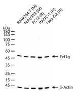 EEF1G Antibody in Western Blot (WB)