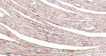 ACADM Antibody in Immunohistochemistry (Paraffin) (IHC (P))