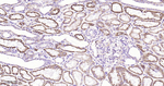 ACADM Antibody in Immunohistochemistry (Paraffin) (IHC (P))
