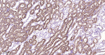 ACADM Antibody in Immunohistochemistry (Paraffin) (IHC (P))