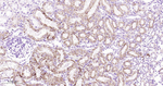 ACADM Antibody in Immunohistochemistry (Paraffin) (IHC (P))