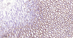 ACADM Antibody in Immunohistochemistry (Paraffin) (IHC (P))