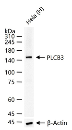 PLCB3 Antibody in Western Blot (WB)