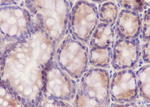 RPS20 Antibody in Immunohistochemistry (Paraffin) (IHC (P))
