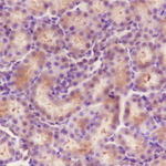 RPS20 Antibody in Immunohistochemistry (Paraffin) (IHC (P))