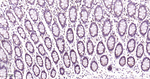 RPS20 Antibody in Immunohistochemistry (Paraffin) (IHC (P))