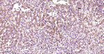 RPS20 Antibody in Immunohistochemistry (Paraffin) (IHC (P))