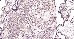 RPS20 Antibody in Immunohistochemistry (Paraffin) (IHC (P))