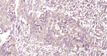RPS20 Antibody in Immunohistochemistry (Paraffin) (IHC (P))