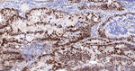 MCM5 Antibody in Immunohistochemistry (Paraffin) (IHC (P))