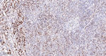 MCM5 Recombinant Rabbit Monoclonal Antibody (A8E10)