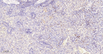 MCM5 Antibody in Immunohistochemistry (Paraffin) (IHC (P))