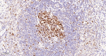 MCM5 Antibody in Immunohistochemistry (Paraffin) (IHC (P))
