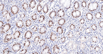 MCM5 Antibody in Immunohistochemistry (Paraffin) (IHC (P))